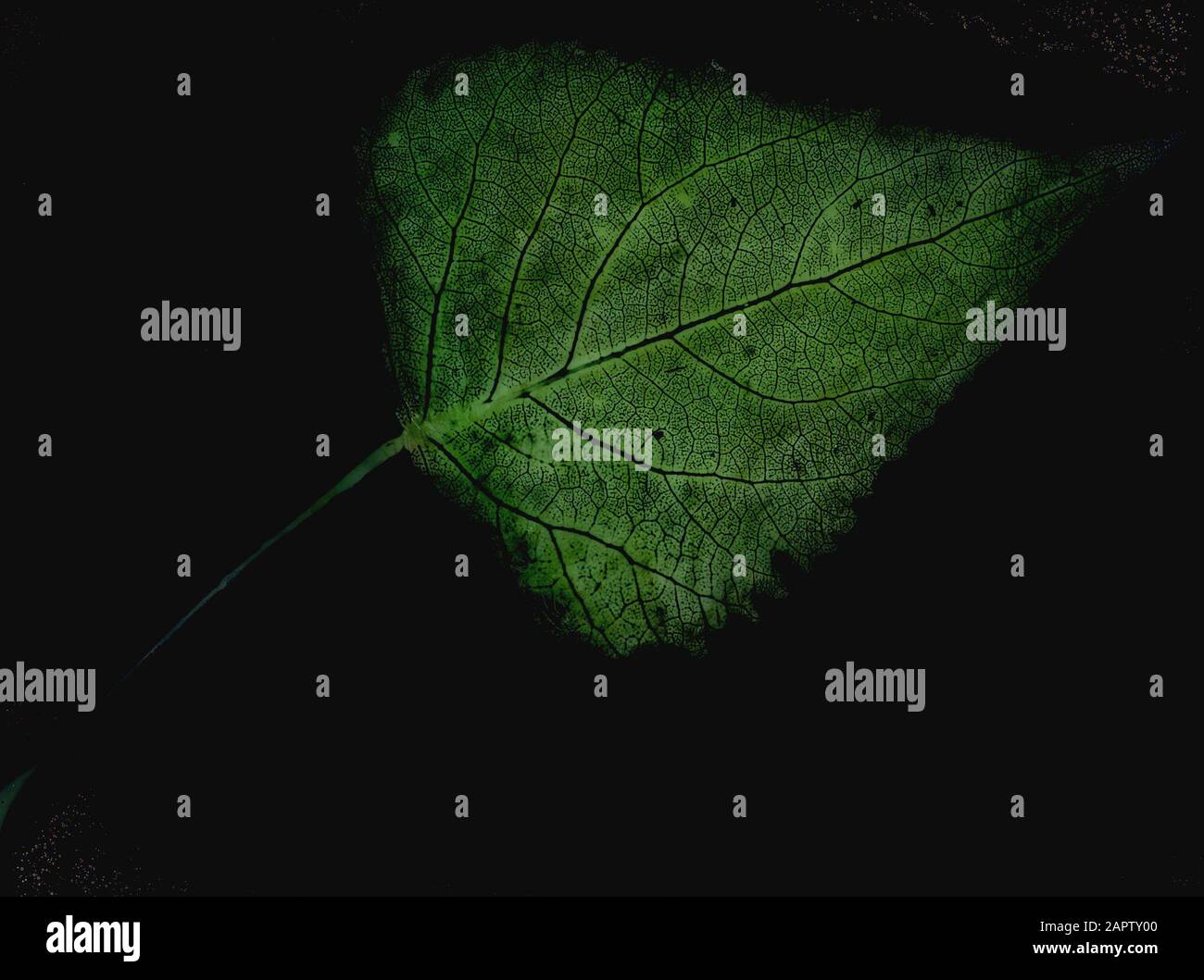 Legno caducido, alberi, foreste, viali, botaniche, populus angulata Data: Parole Chiave dense: Alberi, foreste, botaniche, viali, legno caducido Nome personale: Populus angulata Foto Stock