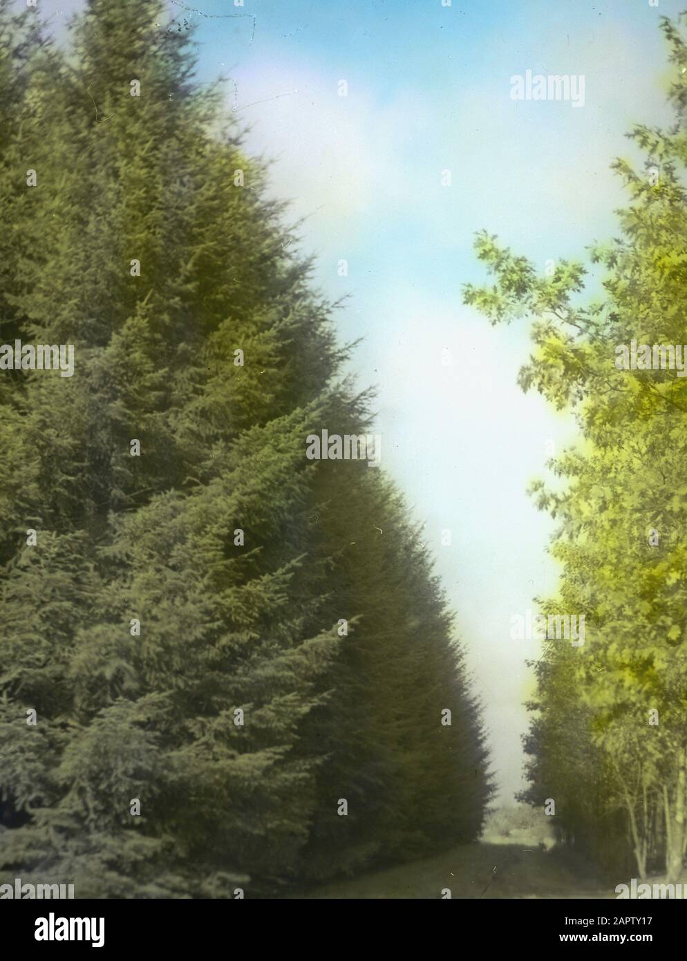 Pruning Road piantando Data: Parole Chiave dense: Alberi, foreste, botaniche, viali, legno caducido Foto Stock