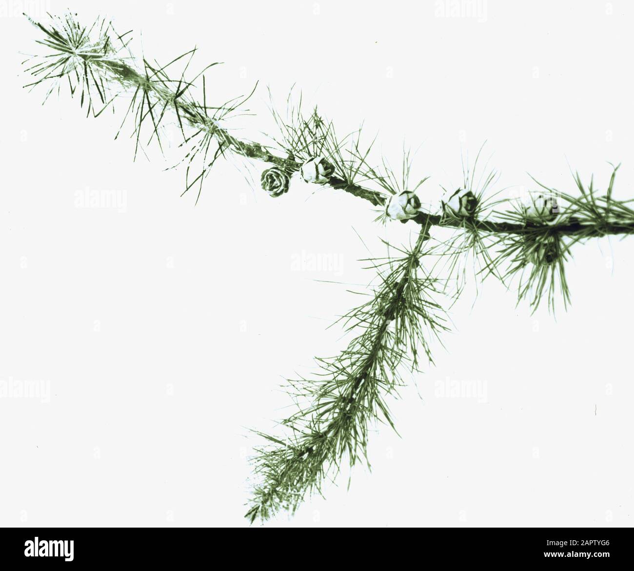 Legno di conifere, alberi, foreste, viali, botaniche, lork canadese, larix laricina Data: Parole Chiave dense: Alberi, foreste, botaniche, viali, lork di conifere, larix laricina Foto Stock