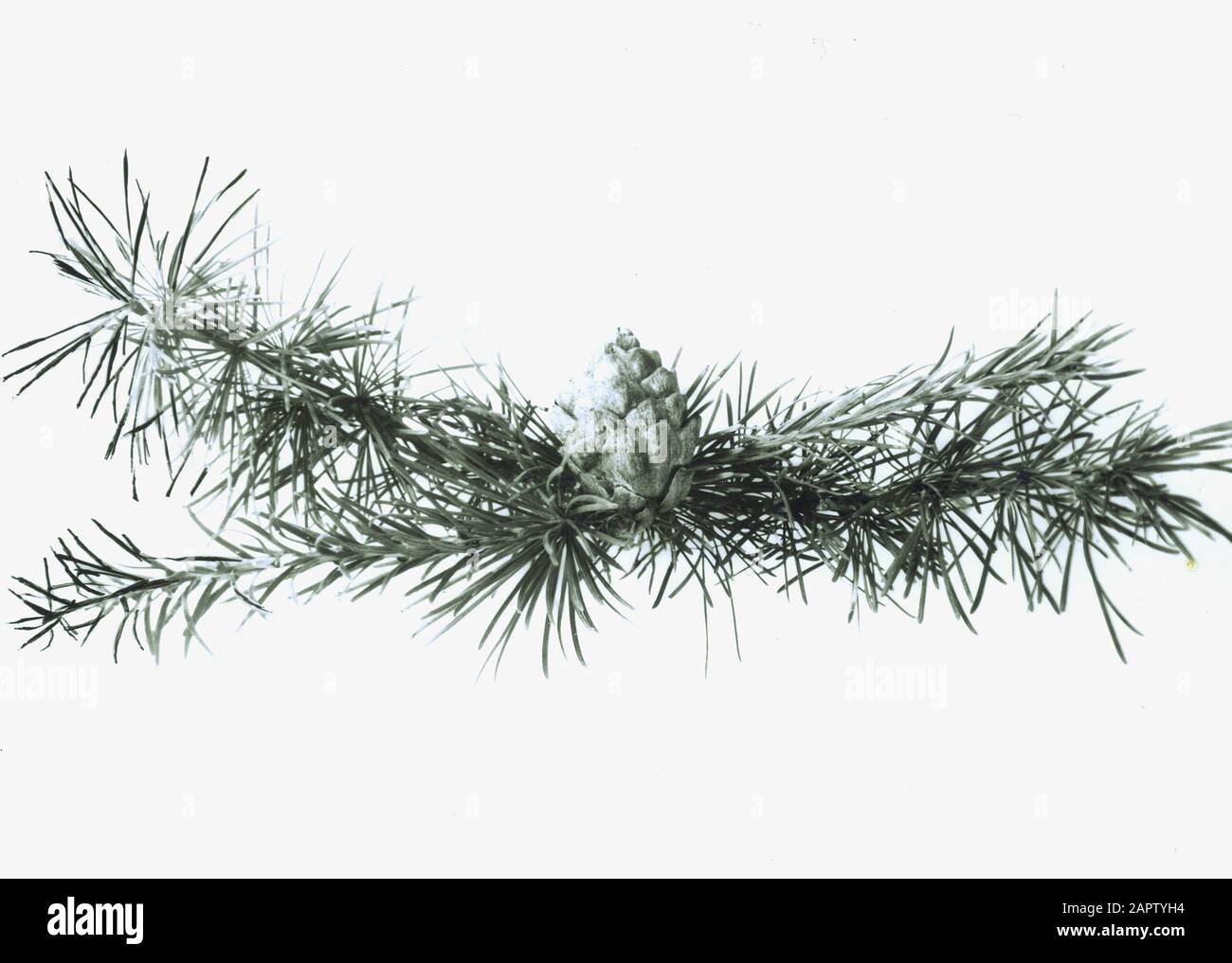 Legno di conifere, alberi, foreste, viali, botaniche, lork westsiberiano, larix sibirica Data: Parole Chiave non date: Alberi, foreste, botaniche, viali, legno di conifere Nome personale: Larix sibirica, westsiberische lork Foto Stock