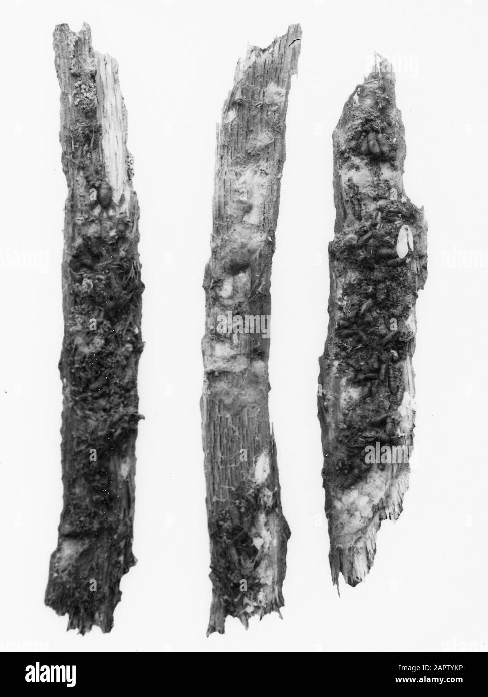 Uova, pelli crawler e bambole Data: Parole Chiave dense: Danni, insetti Nome personale: Ocneria dispar Foto Stock