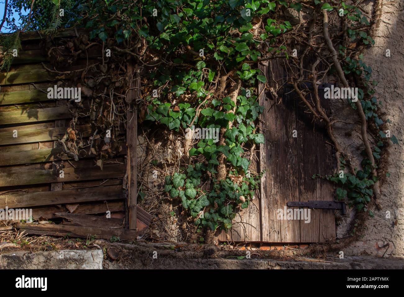 Antiche persiane in legno stagionato accanto ad una vecchia recinzione in legno sovracresciuta da Ivy e altri ines Foto Stock
