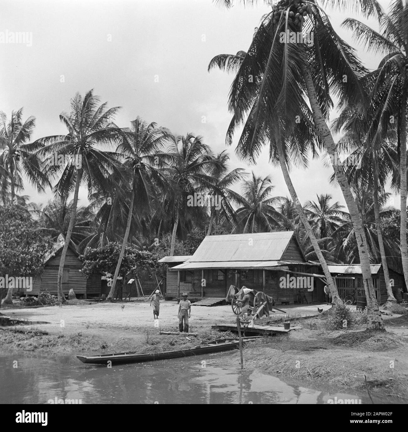 Viaggio in Suriname e Antille Olandesi kampong giavanese in Van Drimmelenpolder in Nickerie Data: 1947 posizione: Nickerie, Suriname Parole Chiave: Javans, palme, case Foto Stock
