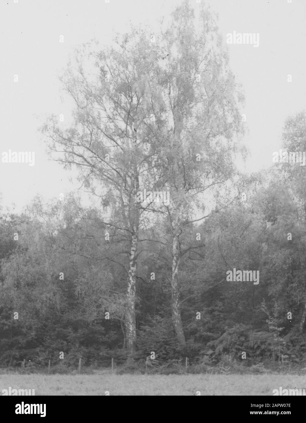 Legno caducido, alberi, foreste, viali, botaniche, betulla Data: Parole Chiave dense: Alberi, foreste, botaniche, viali, legno caducido Nome personale: Betulla Foto Stock