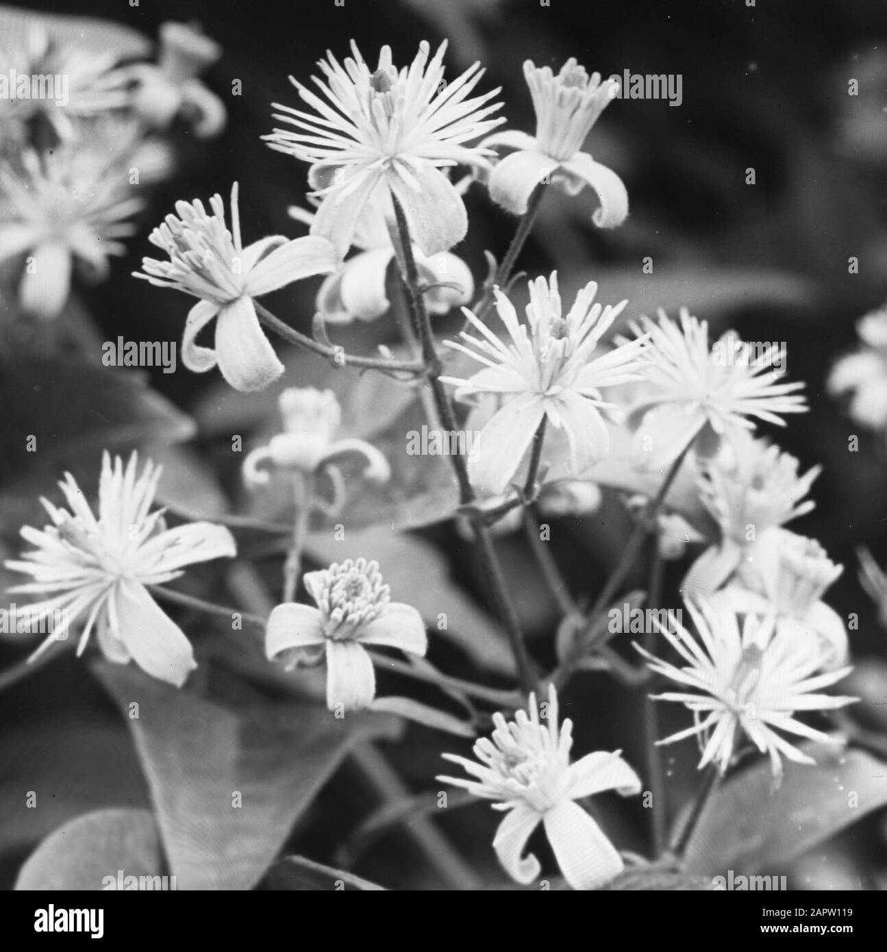 Legno caducido, alberi, foreste, viali, botaniche, foreste Rank Data: Parole Chiave dense: Alberi, foreste, botaniche, viali, legno caducido Nome personale: Bosrank Foto Stock