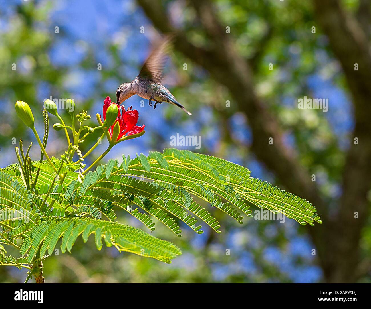 Hummingbird e fiore rosso Foto Stock