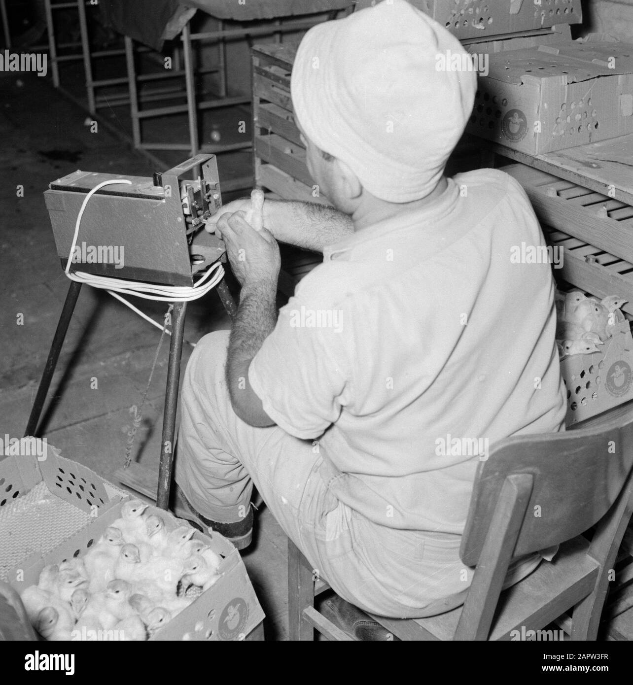 Turchia allevamento in Beit Herut. Marchio del dipendente turchia pulcini che sono appena uscito dall'uovo Data: 1 gennaio 1964 luogo: Beit Herut, Israele Parole Chiave: Lavoratori, industria, tacchini, pulcini, allevamenti di pollame Nome dell'istituzione: White Turkey Farm Foto Stock