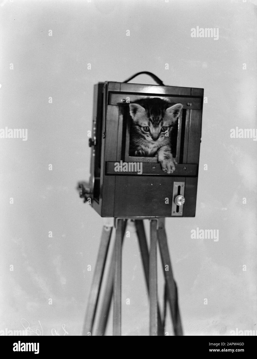 Kitty in camera Data: Parole Chiave non date: Fotoattrezzatura, gatti Foto Stock