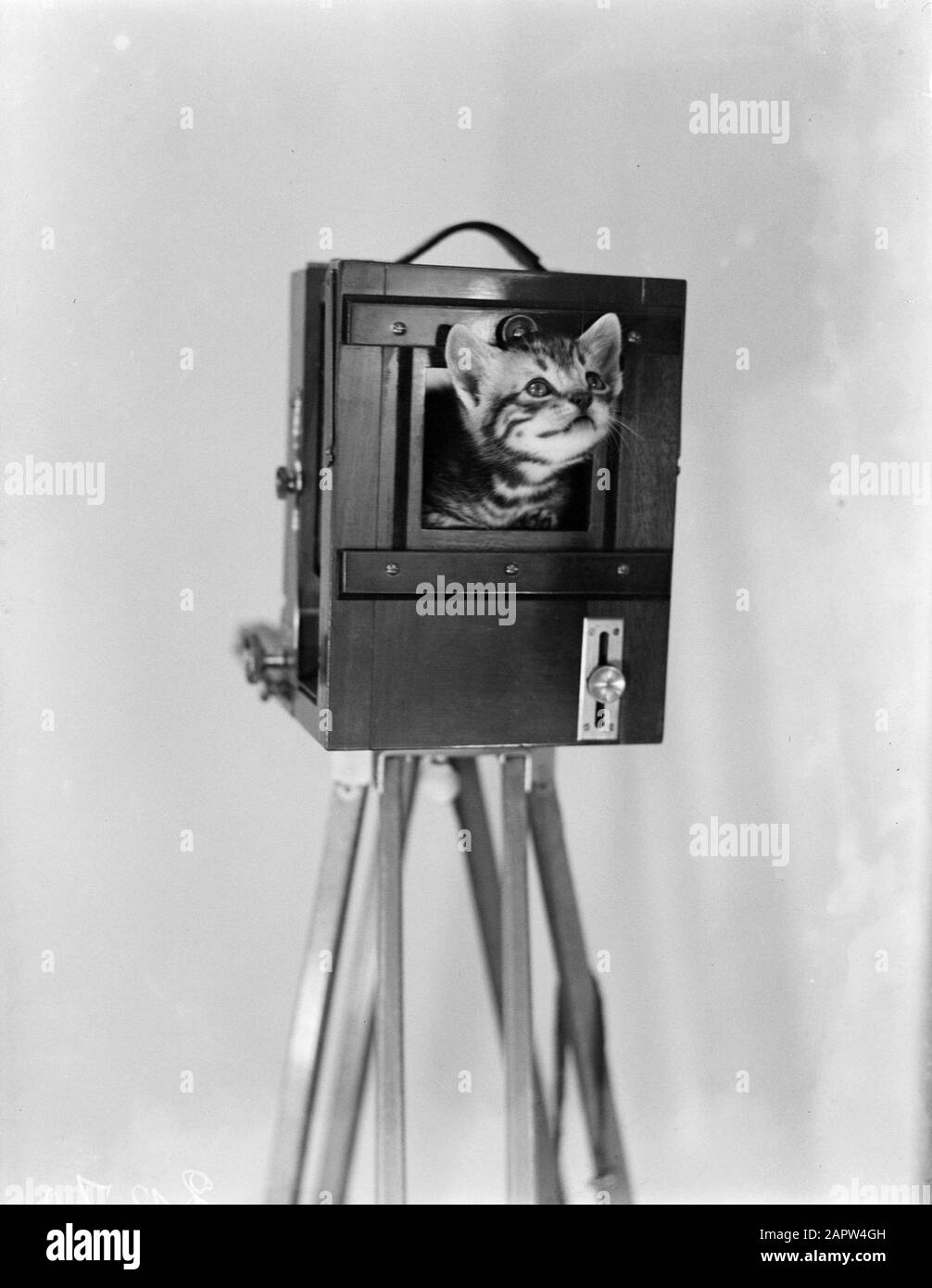 Kitty in camera Data: Parole Chiave non date: Fotoattrezzatura, gatti Foto Stock