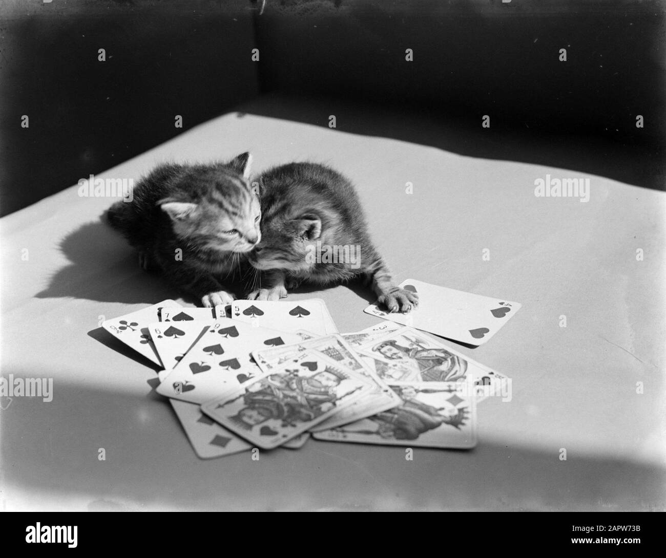 Gattino piccolo alle carte da un gioco di carte Data: Parole Chiave non date: Giochi di carte, gatti Foto Stock