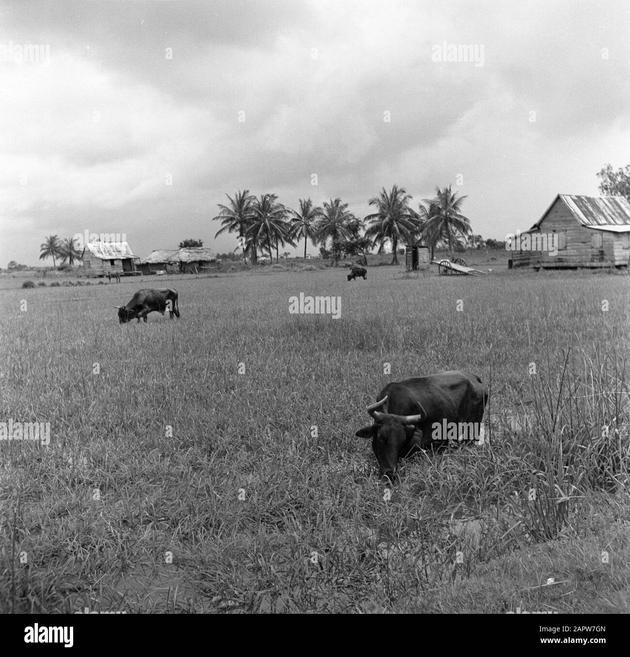 Viaggio in Suriname e le Antille Olandesi Mucche in Nickerie Data: 1947 luogo: Nickerie, Suriname Parole Chiave: Paesaggi Foto Stock