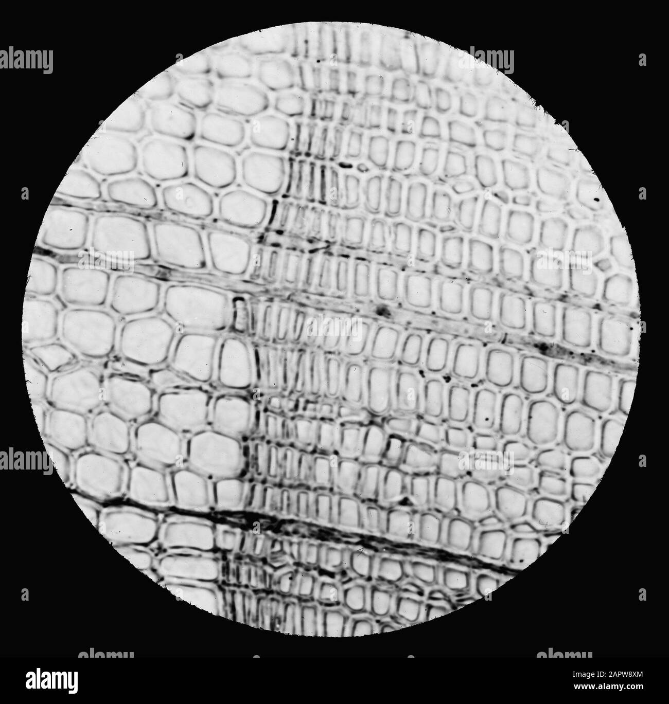 Micro-registrazione/sezione trasversale Data: Parole Chiave non date: Diramazioni Foto Stock