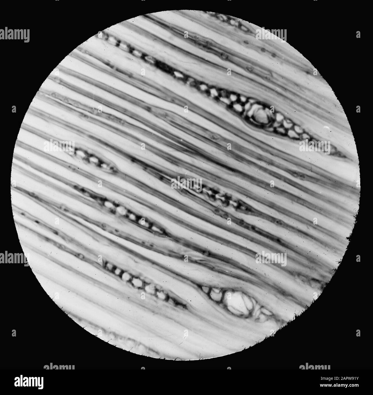 Micro-registrazione/sezione trasversale Data: Parole Chiave non date: Diramazioni Foto Stock