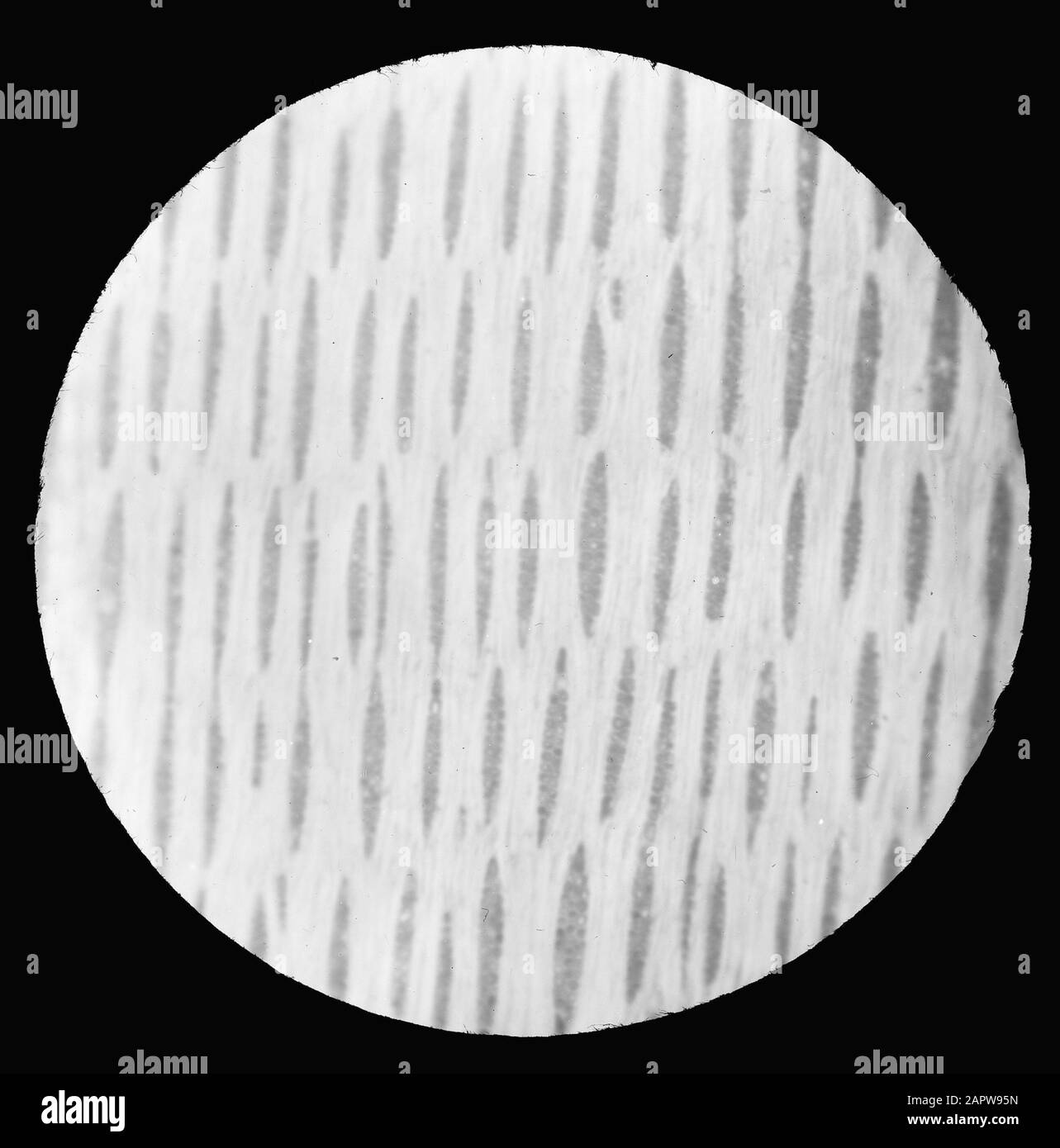 Micro-registrazione/sezione trasversale Data: Parole Chiave non date: Diramazioni Foto Stock