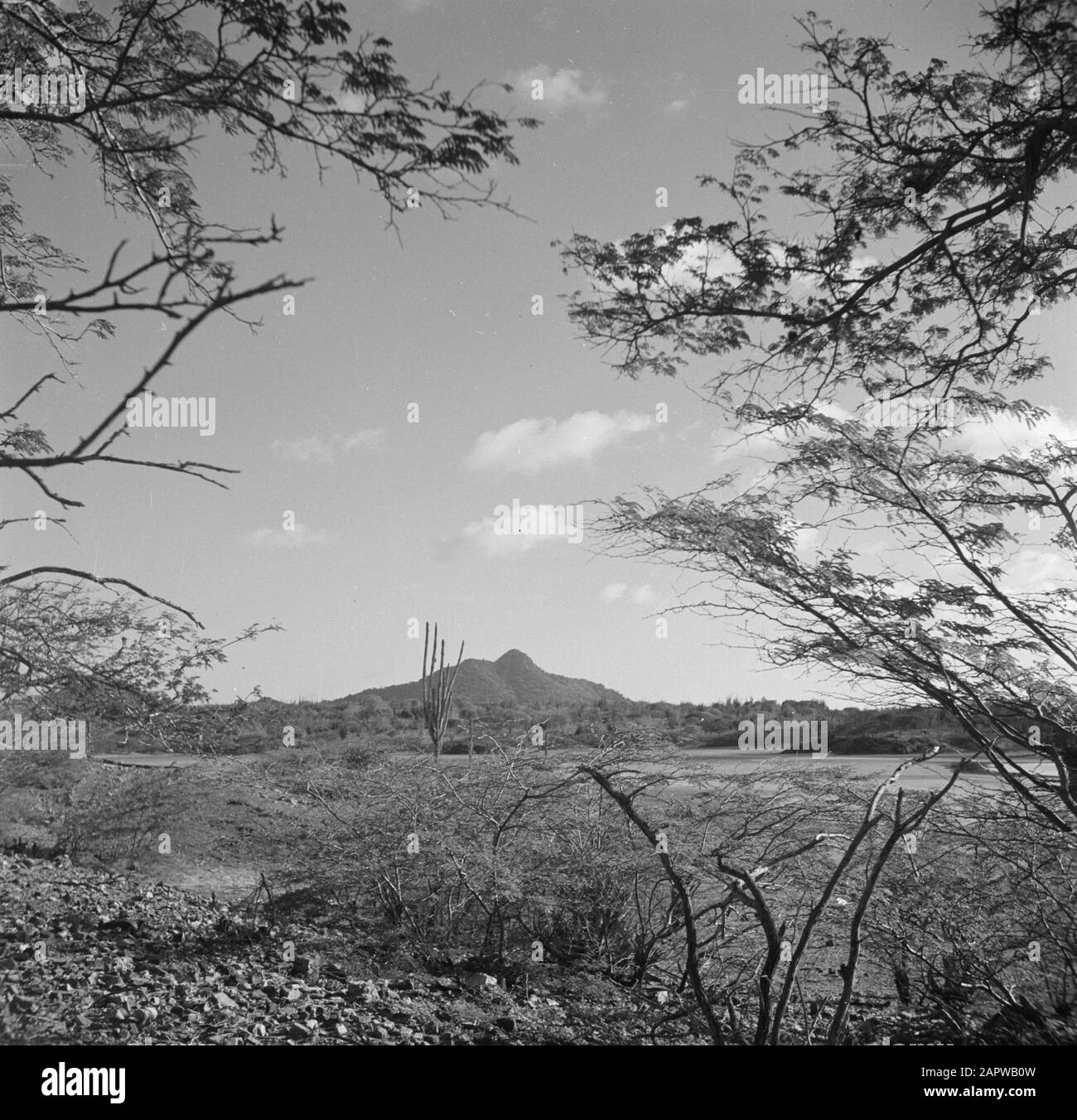Viaggio in Suriname e Antille Olandesi Paesaggio con Monte Brandaris su  Bonaire Data: 1947 Località: Bonaire, Antille Olandesi Parole Chiave:  Paesaggi, strade Foto stock - Alamy