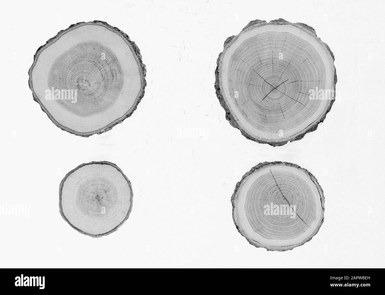 Quercia, kernhout formazioni, acacua, rovere nativo Data: Parole Chiave non date: Quercia, kernhout formazioni Nome personale: Acua, rovere nativo Foto Stock