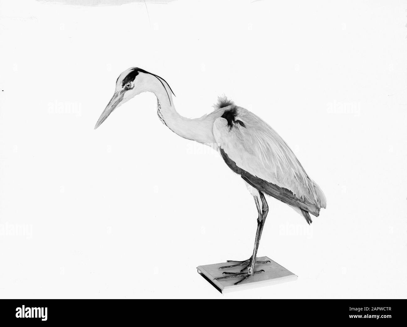 Riproduzioni, uccelli, airone Data: Parole Chiave non date: Riproduzioni, uccelli Nome personale: Heron Foto Stock