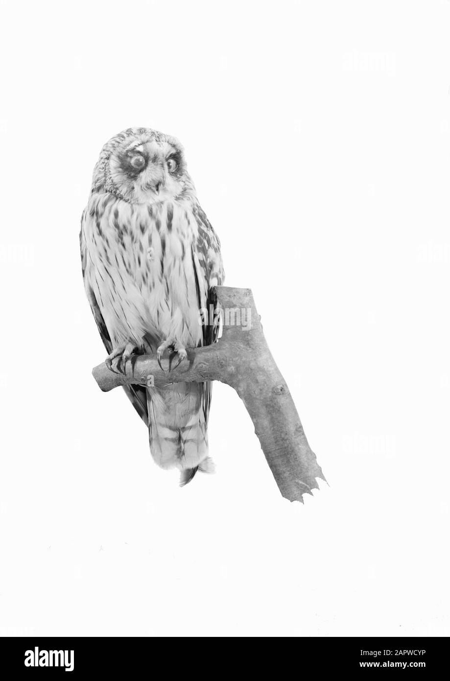 Riproduzioni, uccelli, campo aneto Data: Parole Chiave non date: Riproduzioni, uccelli Nome personale: Campo aneto Foto Stock