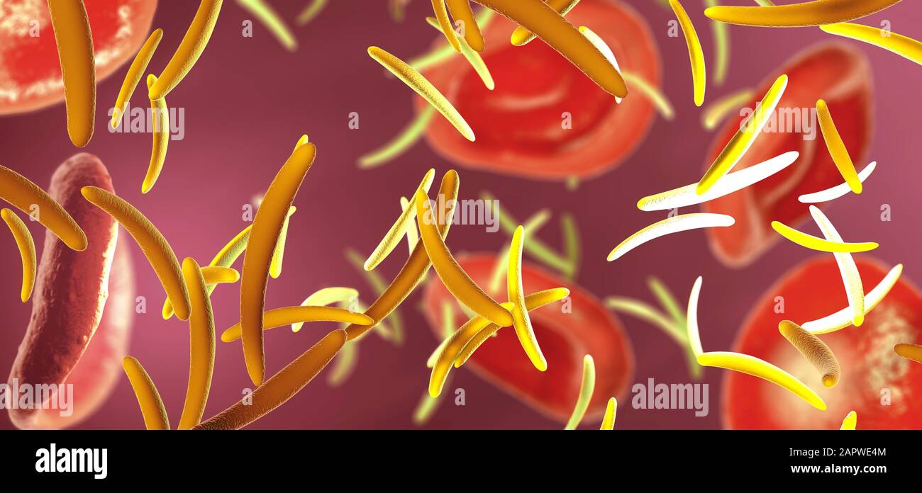 Sporozoite patogeni della malaria, illustrazione Foto Stock