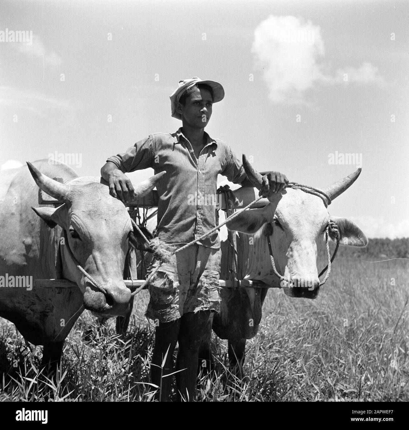 Viaggio in Suriname e Antille Olandesi uomo con karbouwen Data: 1947 luogo: Suriname Parole Chiave: Popolazione indigena, buoi Foto Stock