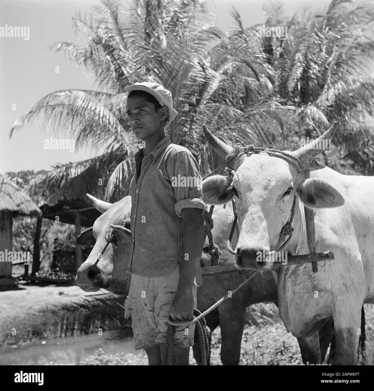 Viaggio in Suriname e Antille Olandesi uomo con karbouwen Data: 1947 luogo: Suriname Parole Chiave: Popolazione indigena, buoi Foto Stock