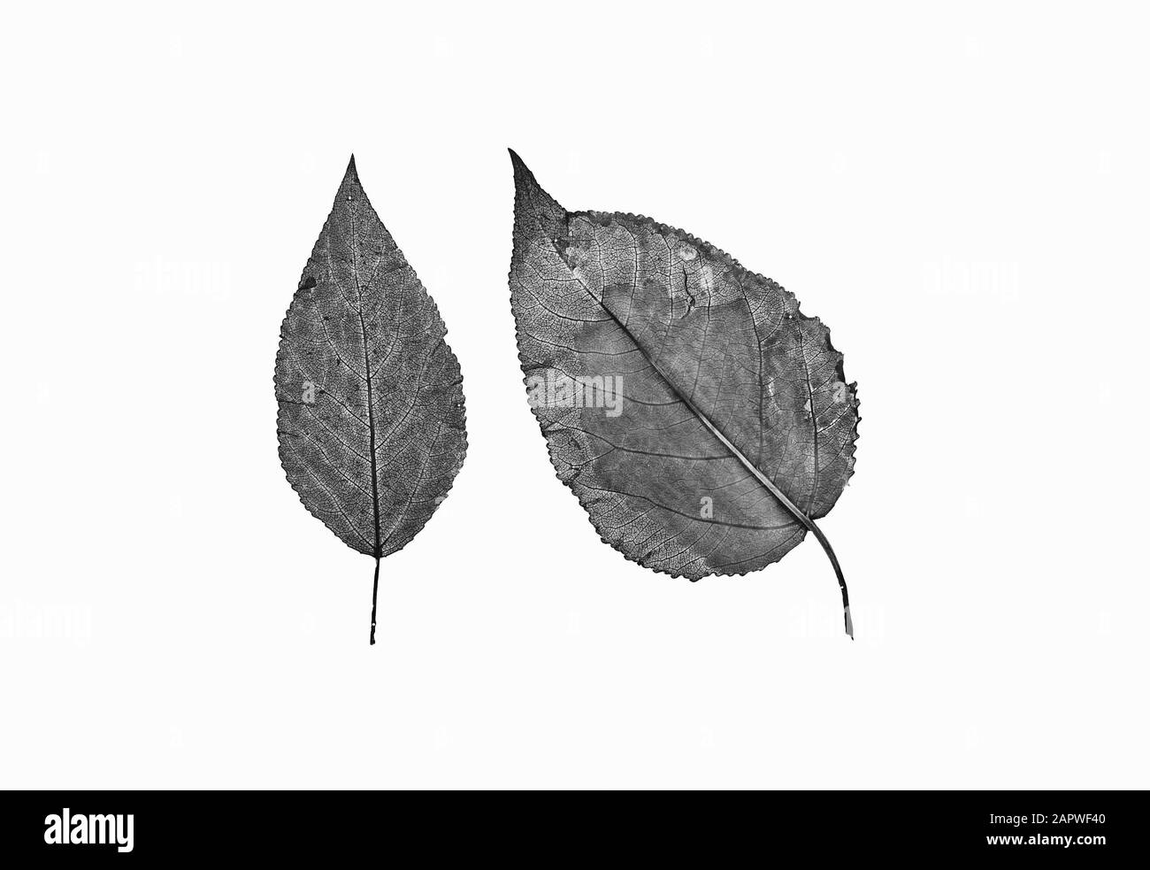 Pioppo Data: Parole Chiave non date: Foglie, alberi, pioppi Foto Stock