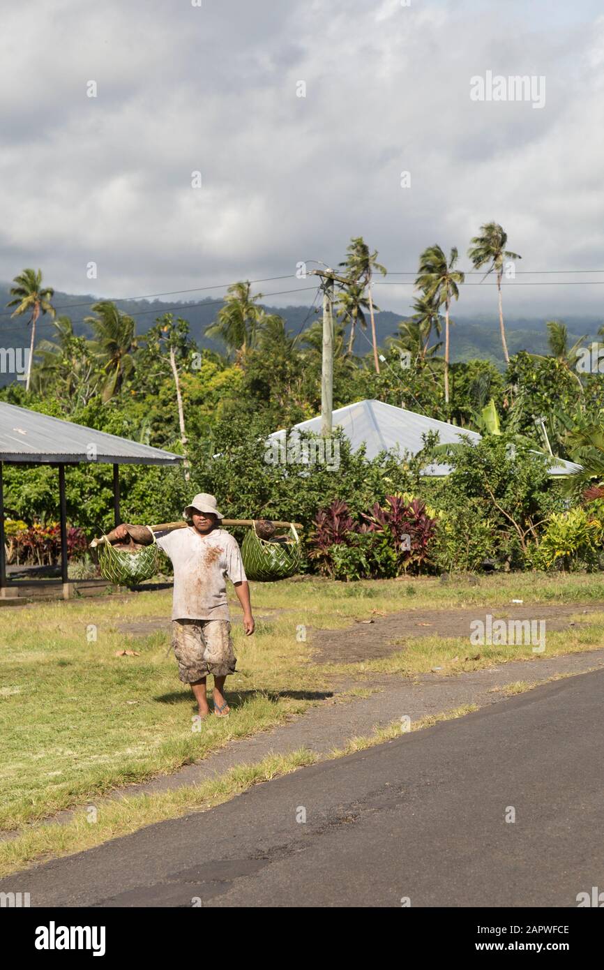 Un maschio Samoano, che trasporta noci di cocco asciutte su cestini di palma Foto Stock
