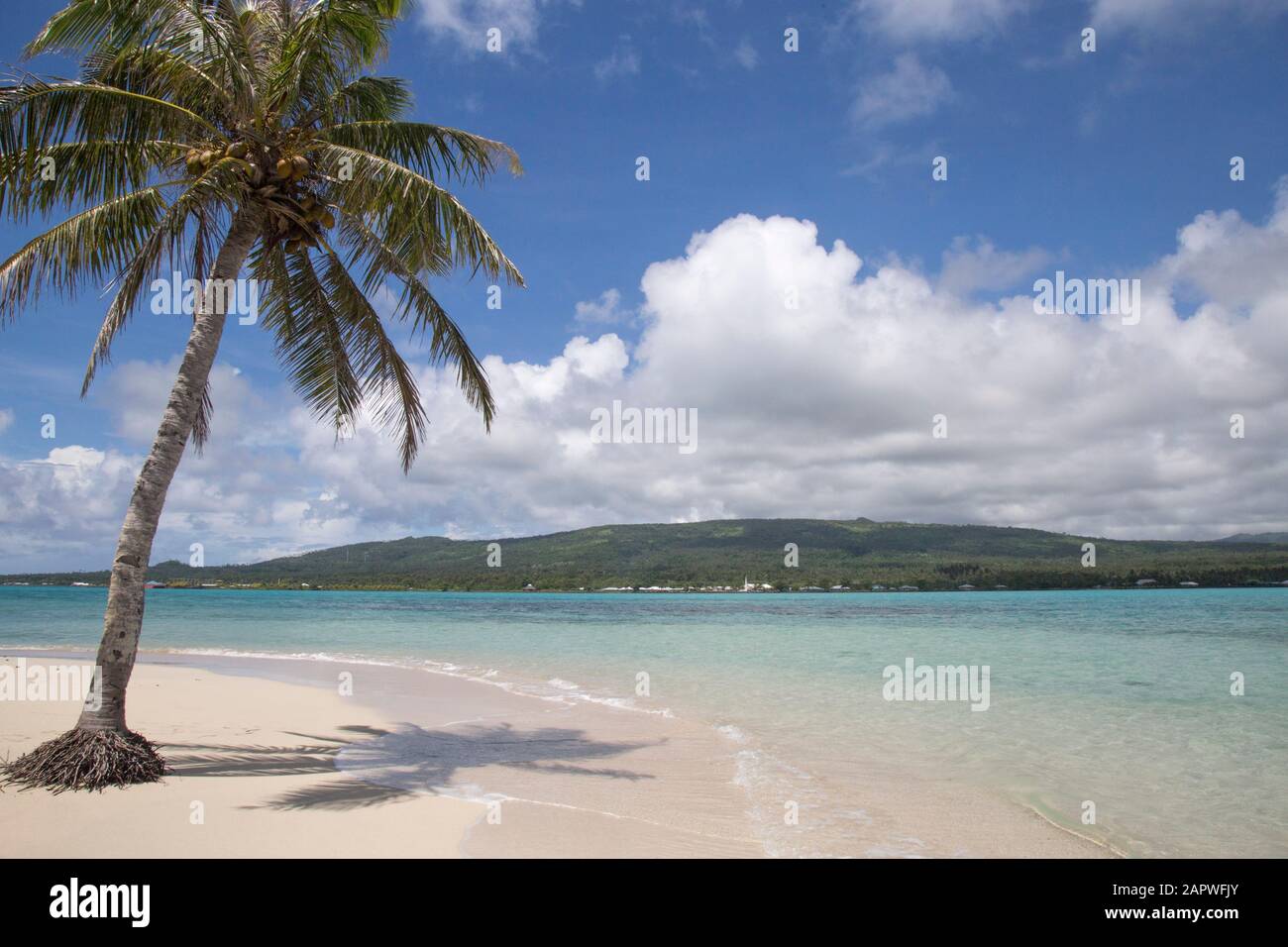 Palme pendanti su spiaggia tropicale di sabbia bianca con acque cristalline blu Foto Stock