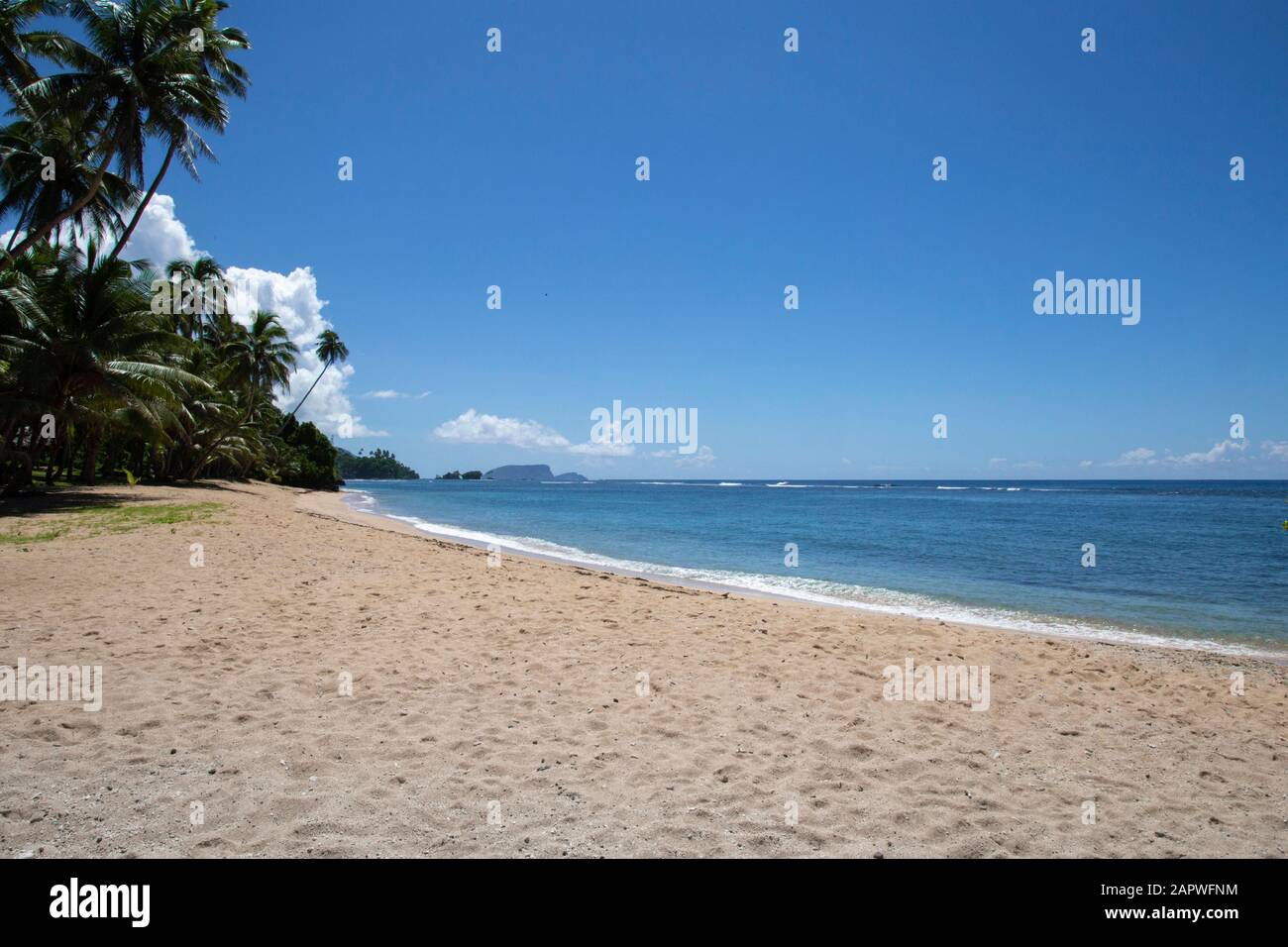 Spiaggia di sabbia vuota, con acque limpide e palme pendolari, Samoa Foto Stock