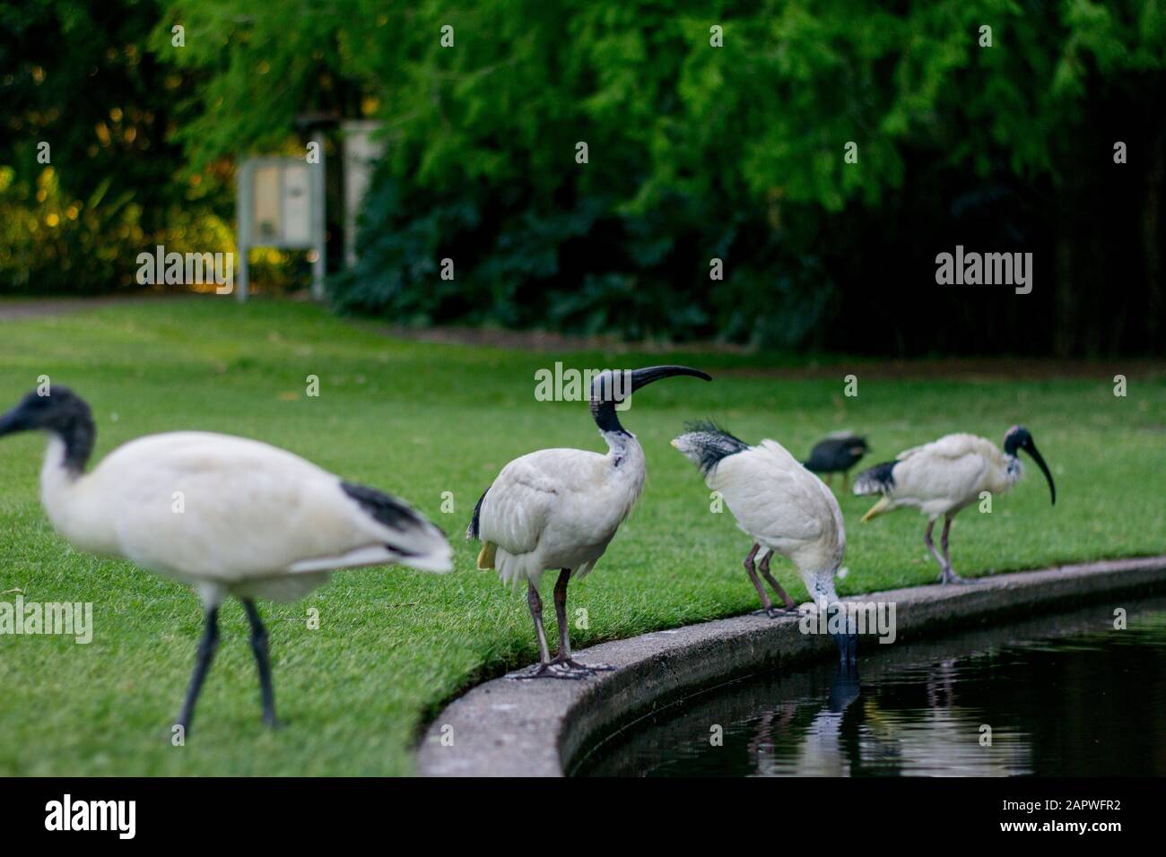 Quattro grandi uccelli ibis in bianco e nero ai margini del lago Foto Stock