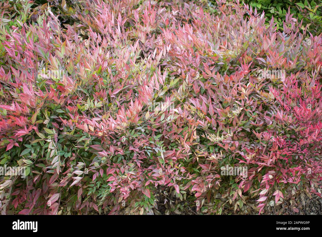 Sfondo di belle piante rosa - grande per una natura sfondo Foto Stock