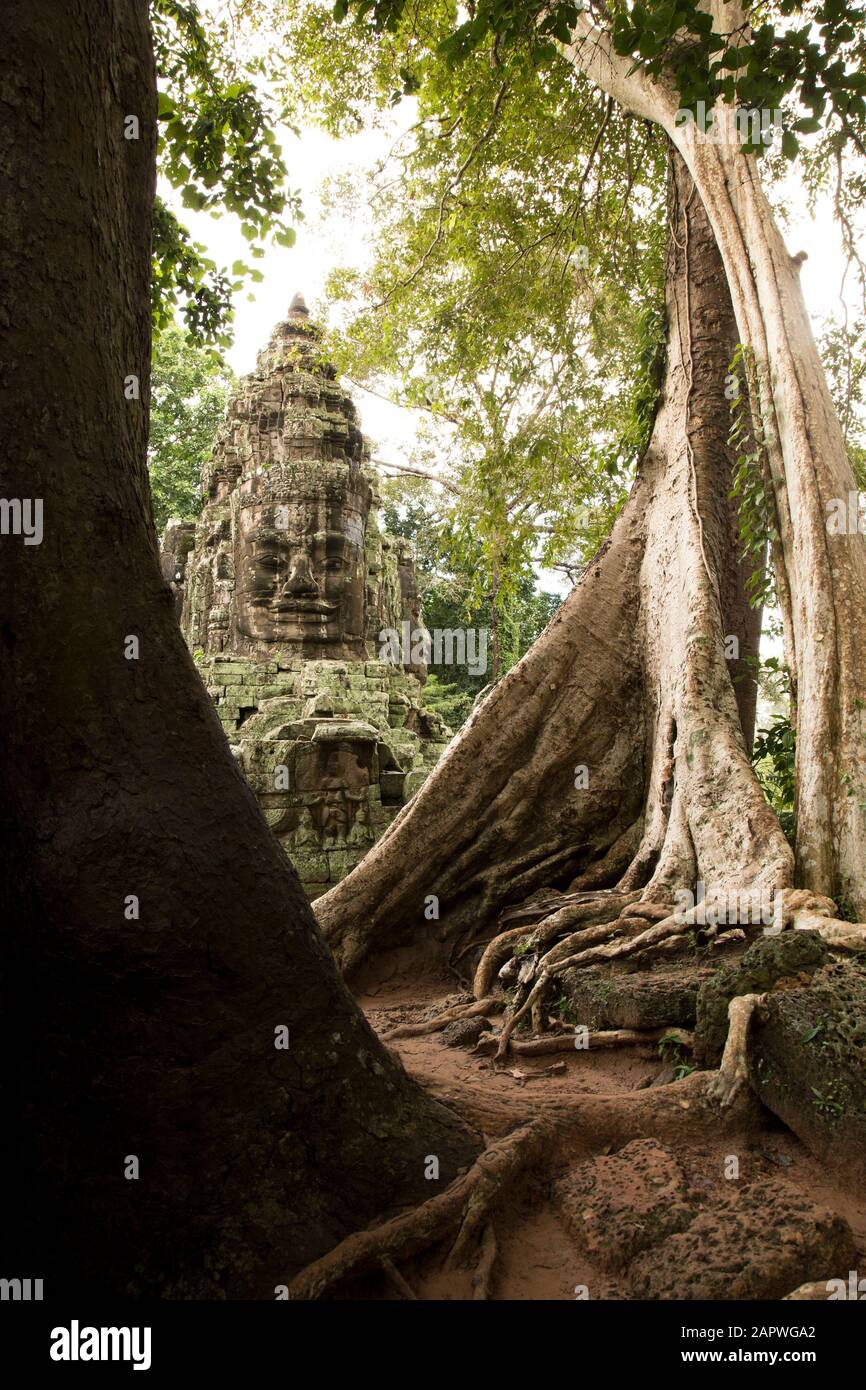 Tropicale grande albero tropicale e faccia umana scolpita su rocce, Angkor Foto Stock
