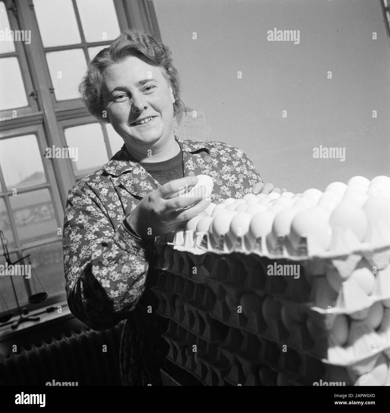 Eier Export Company D.A.æ Dipendenti imballaggio uova Data: Marzo 1954 luogo: Danimarca Parole Chiave: Lavoratori, uova Foto Stock