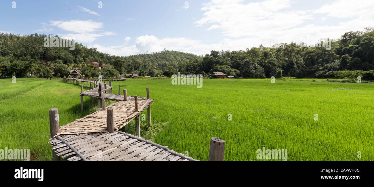 Famoso ponte di bambù Pai su verdi risaie sotto il cielo blu Foto Stock