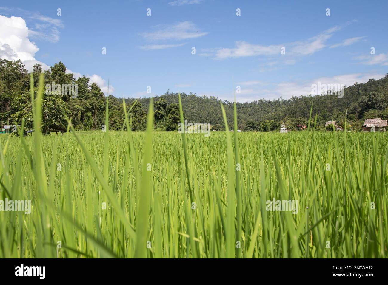 Da vicino al vivido campo di riso verde sotto un cielo blu con nuvole bianche Foto Stock