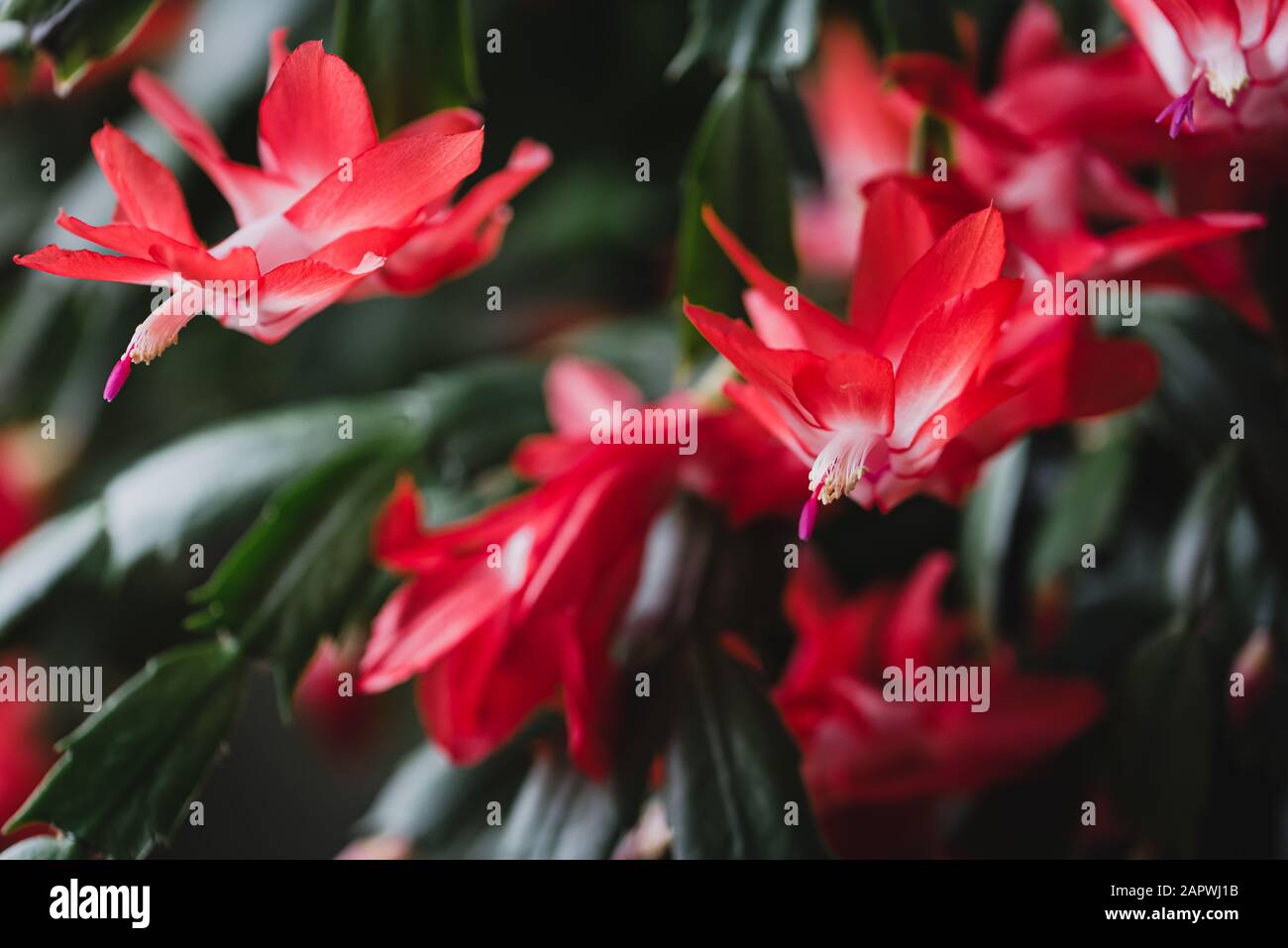 Primo piano dei fiori rossi su una pianta di cactus di Natale in fiore. Foto Stock