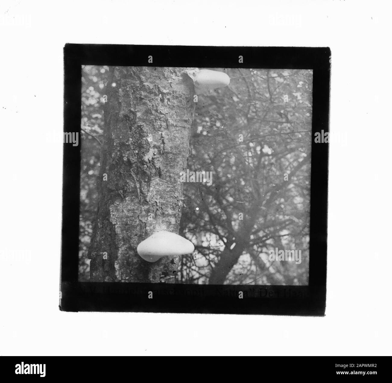 Riproduzioni, selvicoltura Data: Parole Chiave non utilizzate: Silvicoltura, riproduzioni Foto Stock