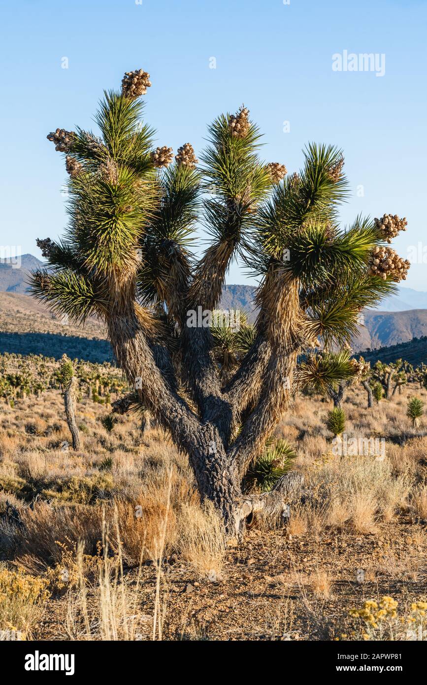 Joshua tree con capsule di seme. Yucca brevifolia in fiore nel deserto. Parco Nazionale della Valle della Morte Foto Stock