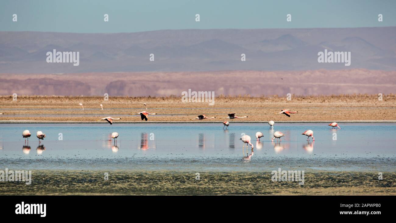 Fenicotteri che alimentano Lagunas de Chaxa, Salar de Atacama Cile Foto Stock