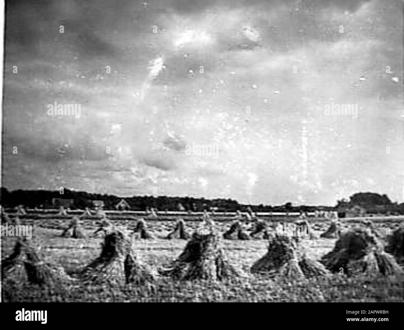 Natural beauty Annotazione: [Negativo mancante] Data: 10 gennaio 1946 Foto Stock