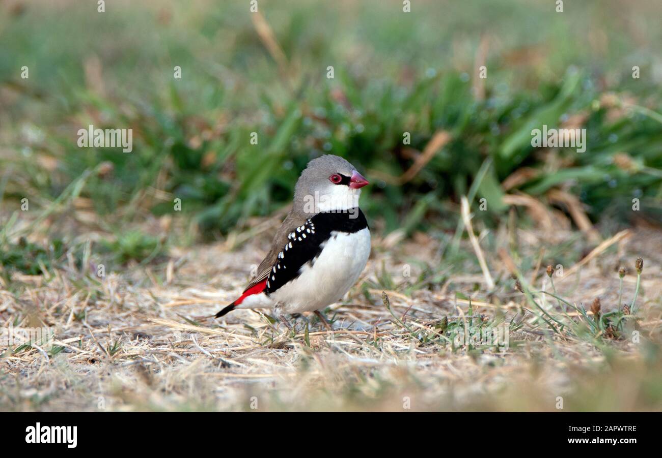 Diamond Firetail Finces fuga fuoco australiano nella valle di Capetree Foto Stock