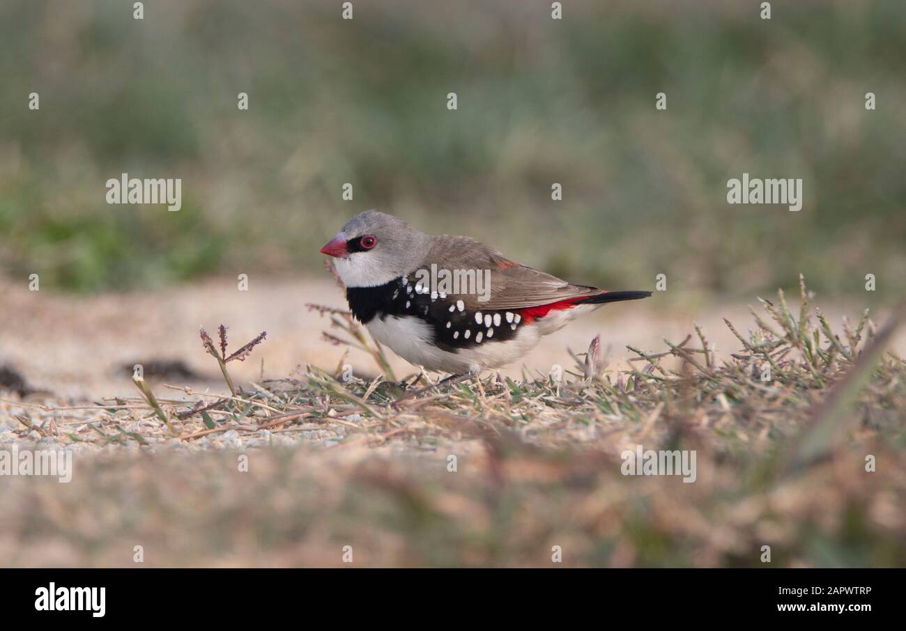 Diamond Firetail Finces fuga fuoco australiano nella valle di Capetree Foto Stock