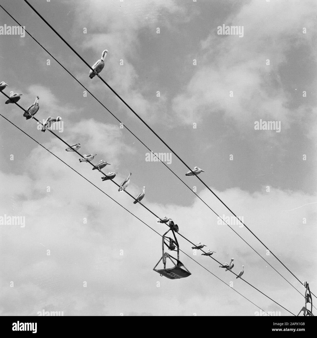 Antille Olandesi e Suriname al momento della visita reale della Regina Juliana e del Principe Bernhard nel 1955 Pelicans sulla funivia per il trasporto di asfalto Data: 1 ottobre 1955 Località: Trinidad Parole Chiave: Asfalto, industria, funivie, pellicani Foto Stock