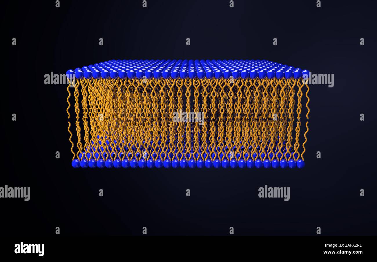 Struttura dello strato lipidico della membrana cellulare della pelle Fosfolipidica Omega-3. Illustrazione medica del rendering 3D Foto Stock