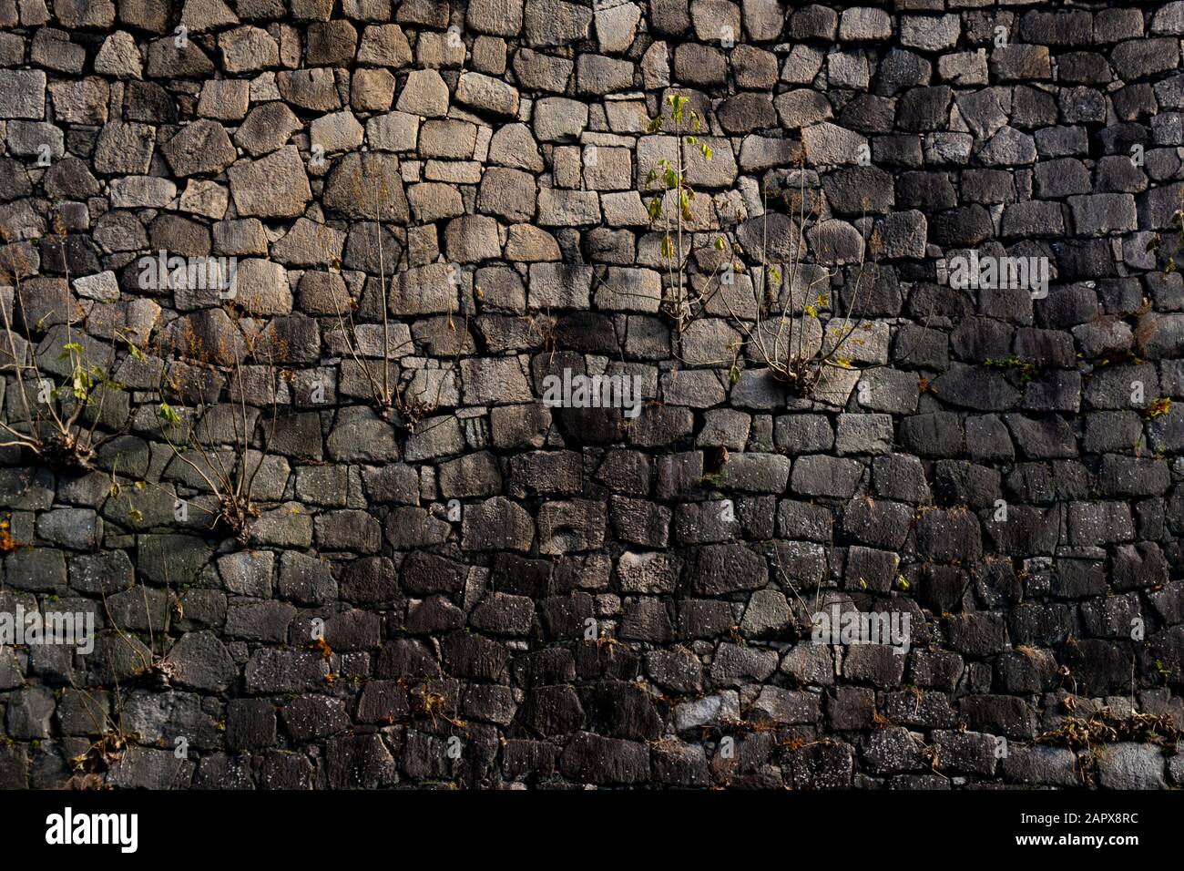 Muro di pietra con fogliame come sfondo o texture Foto Stock