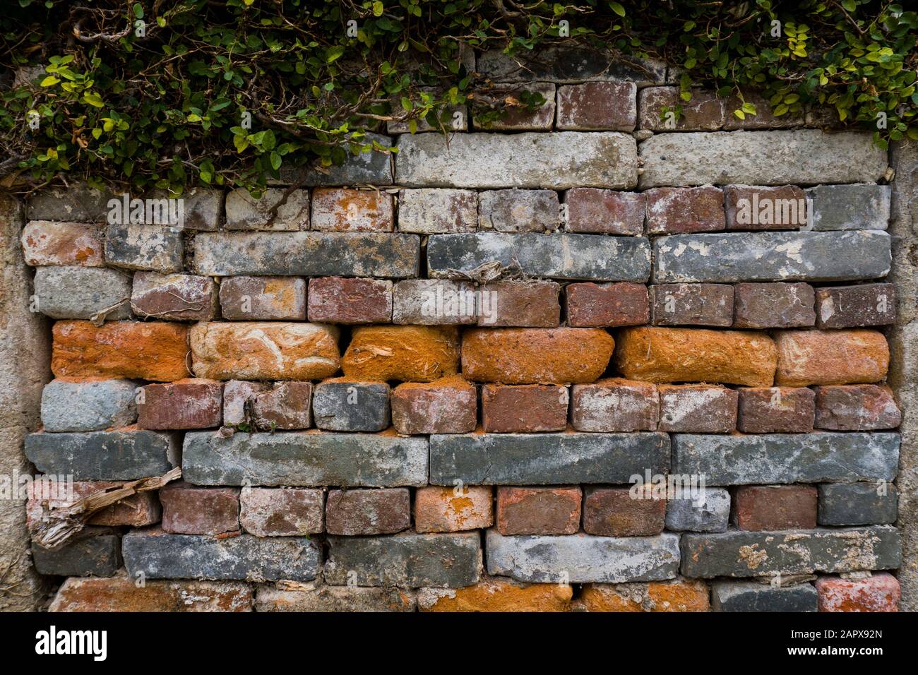 Muro di mattoni sfondo sormontato da fogliame Foto Stock