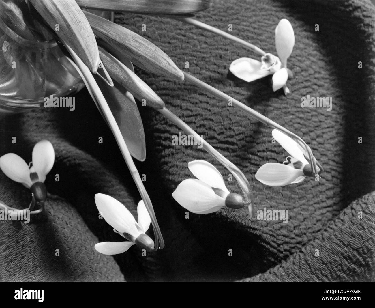 Gocce di neve appese in vaso su tela Data: 1931 Parole Chiave: Fiori, gocce di neve, vasi, acqua Foto Stock Gocce di neve appese in vaso su tela Data: 1931 Parole Chiave: Fiori, gocce di neve, vasi, acqua Foto Stock
