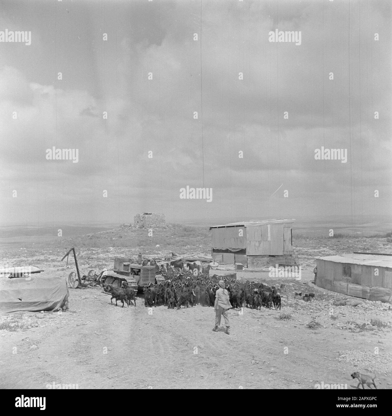 Israele 1948-1949: Kibbutz Kwuzath Gezer Soldier-Shepherd of kibbutz Kwuzath Gezerwith a goat herd and a pastor dog Date: 1948 Location: Israel, Judea, Latrun Keywords: Capre, pastori, cani da pastore, kibbutz, mandrie, bestiame Foto Stock