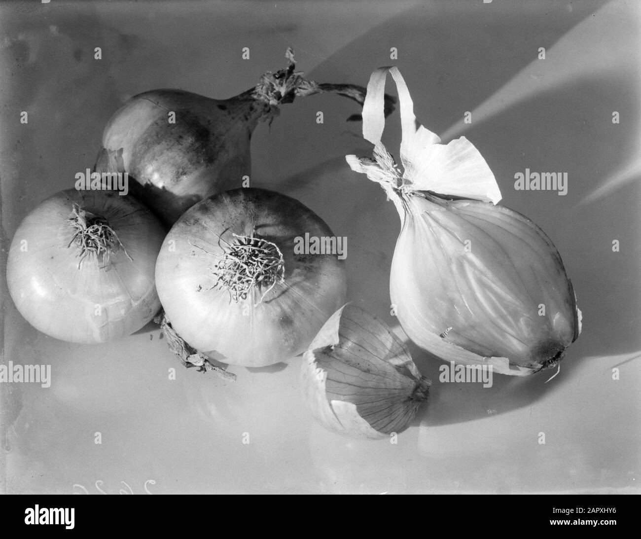 Pubblicità fotografia Ancora vita con cipolle Data: 1932 Parole Chiave: Verdure Foto Stock