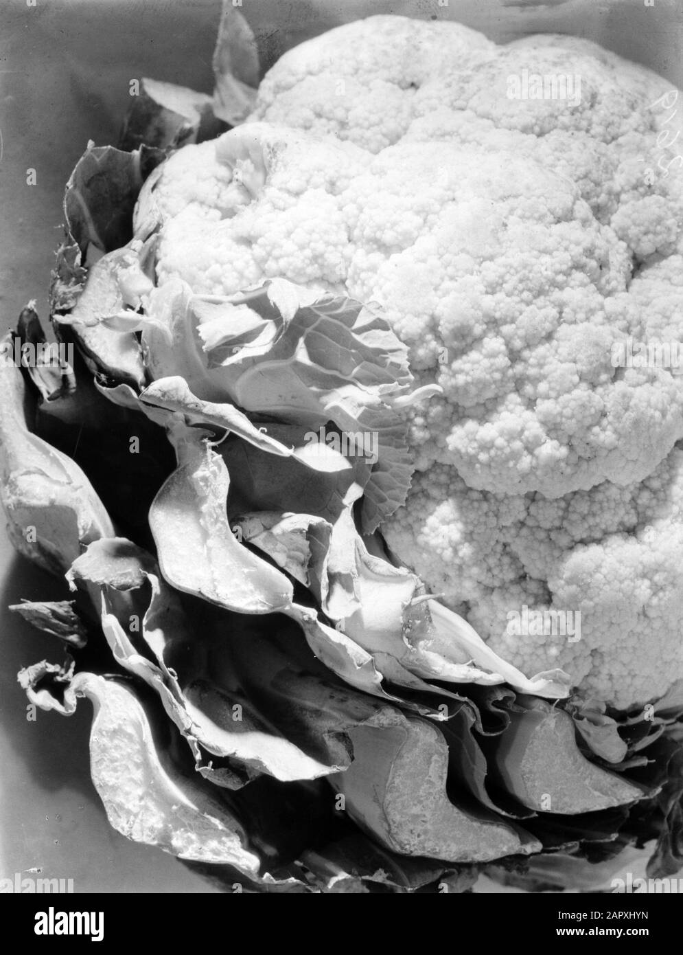 Pubblicità fotografia Ancora vita di cavolfiore Data: 1932 Parole Chiave: Verdure Foto Stock